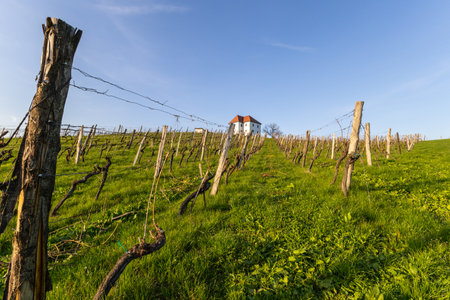 Rows of vineyards in the countryside at springtime in Southern Germanyの写真素材