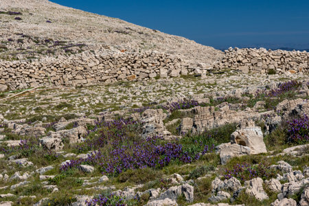 Rocky landscape with purple wildflowers at Crete island, Greeceの写真素材