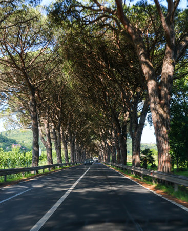 Pine trees on the road in Tuscany, Italy.の写真素材