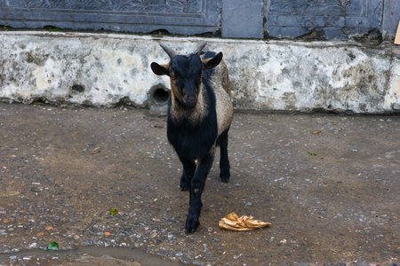 Goat on the street in Kathmandu city, Nepal.の写真素材