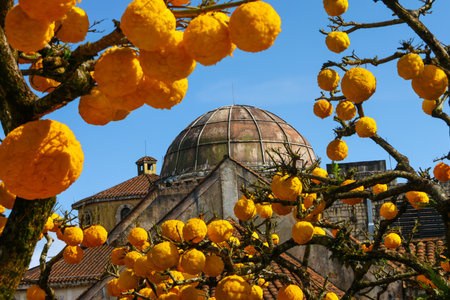 Citrus tree with yellow flowers in the city of Lisbon, Portugalの写真素材