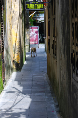 Street of the old town of Hoi An, Vietnam. Hoi An is a UNESCO World Heritage Site.の写真素材