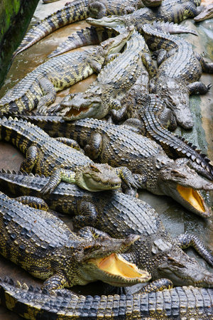 Crocodile farm in Thailand. Crocodile farm.の写真素材