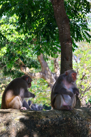 Monkey family sitting on a rock in the forest, Thailand.