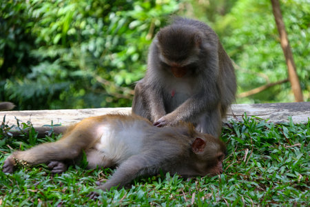 Mother monkey with baby monkey in the park. Animal mammal concept.