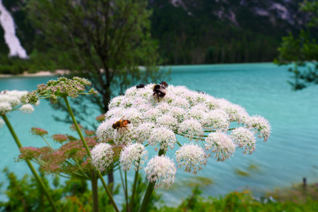 Honey bee on a flower in front of a mountain lake.の写真素材