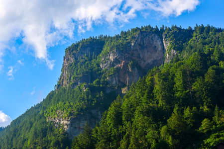 Mountain landscape with coniferous forest on a sunny day.