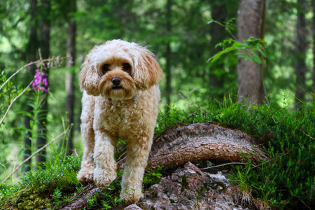A small dog of the Poodle breed stands in the forest.の写真素材