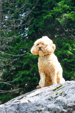 Cute dog sitting on a rock in the forest and looking up