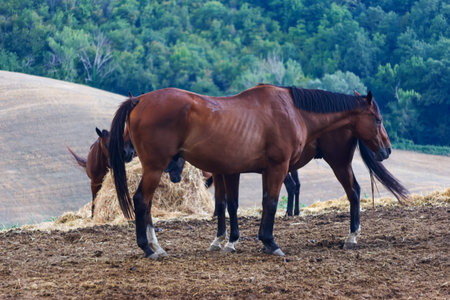 Horses in the field in Tuscany, Italy, Europe