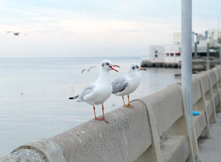 Seagulls.の写真素材