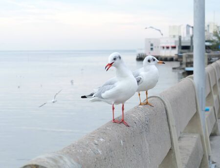 Seagulls.の写真素材