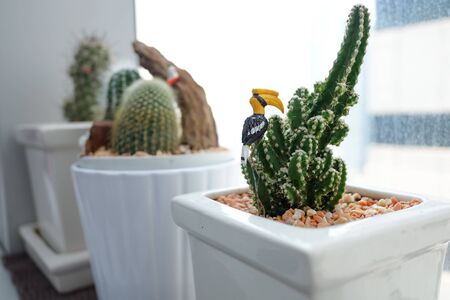 Cactus decorated with hornbill.の写真素材