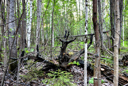 Mysterious Siberian forestの写真素材