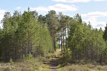Deaf taiga forestの写真素材