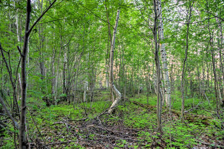 Northern deciduous forestの写真素材