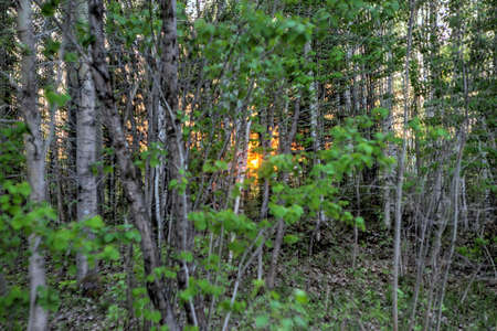 spring in the forestの写真素材