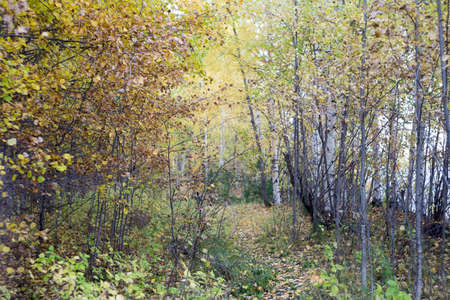 forestの写真素材