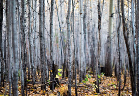 autumn in the forestの写真素材