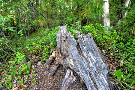 wooden stump in the forestの写真素材