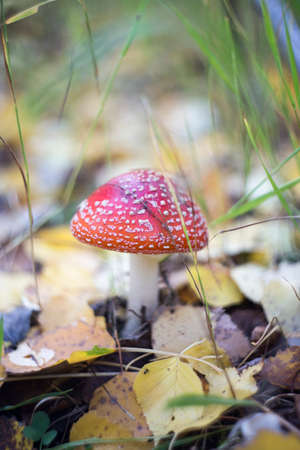 amanita muscaria fly agaricの写真素材