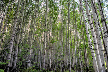 birch forest in the morningの写真素材