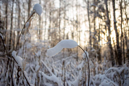 snow in the forestの写真素材