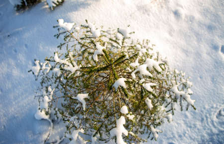 green spruce under the snowの写真素材