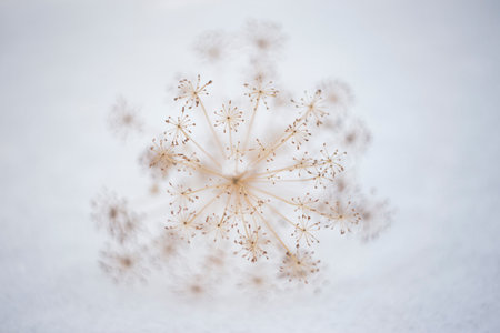 snow covered branchesの写真素材