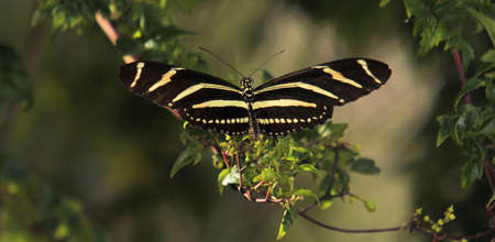 The Zebraの写真素材