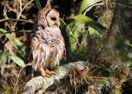 Owl Profileの写真素材