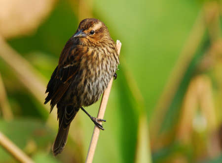 Female Redwingの写真素材