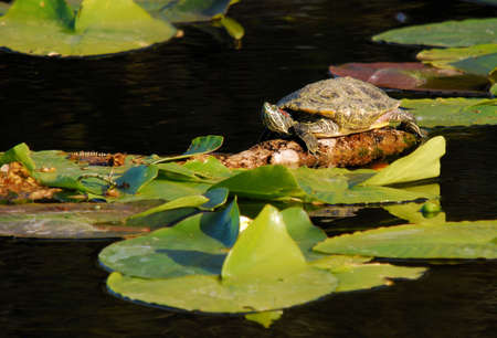 Turtle Breakの写真素材
