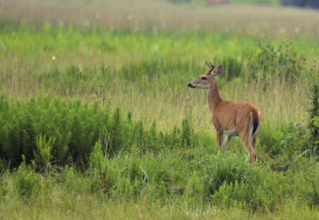 Deer in the Mistの写真素材