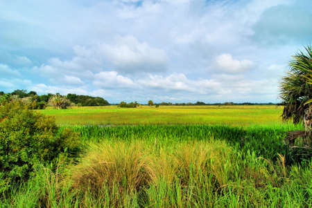Dinner Island Marshの写真素材