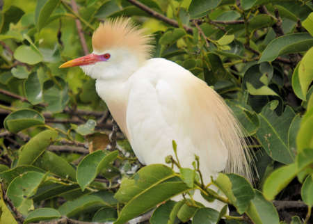 Mating Egretの写真素材