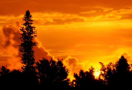 Tallest Treeの写真素材