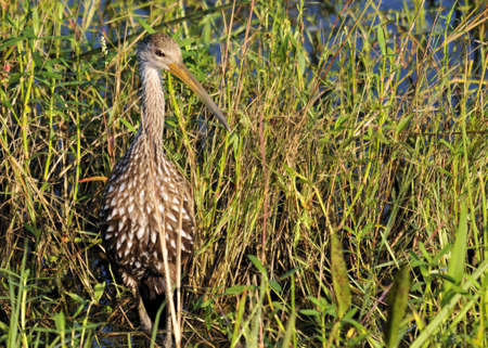 The Limpkin