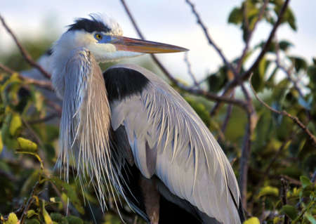 Great Blue Heronの写真素材
