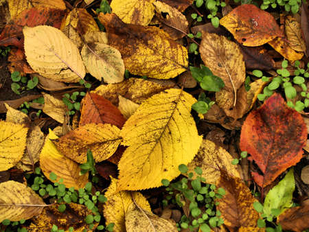 Winter Leaves