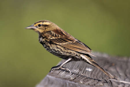 Redwing Female