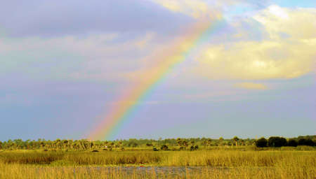 Views from the Florida Evergladesの写真素材