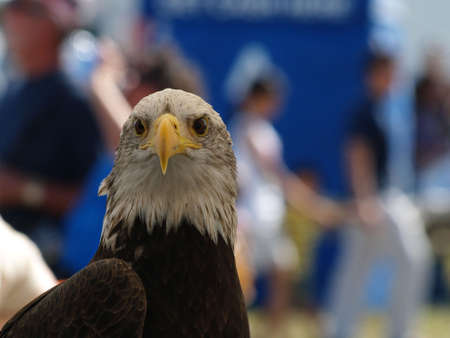 The Bald Eagle in Floridaの写真素材