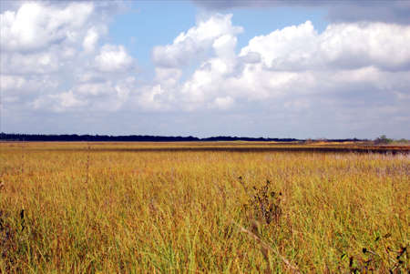 Views from the Florida Evergladesの写真素材