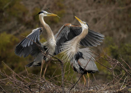 Great Blue Heron in the south Florida wetlandsの写真素材