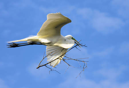 Great Egret in the south Florida wetlandsの写真素材