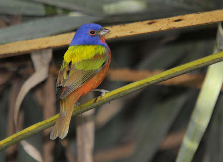 The Male Painted Buntingの写真素材