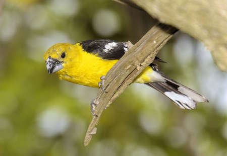 Southern Yellow Grosbeakの写真素材