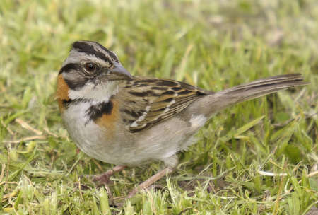 The Rufous-collared Sparrowの写真素材