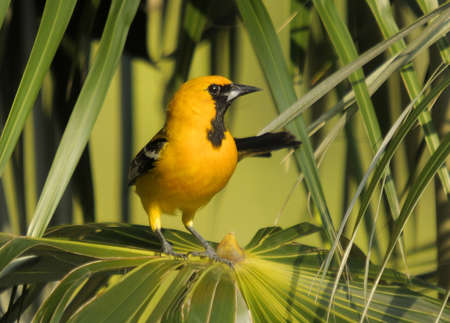 The Altamira Oriole の写真素材